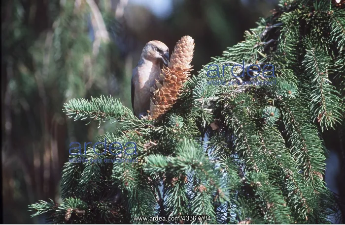 : CROSSBILL - FEEDING ON CONE : CROSSBILL - FEEDING ON CONE