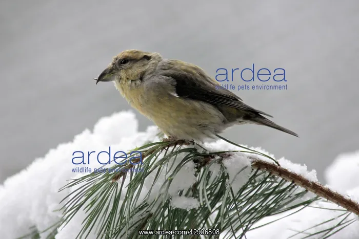 : Crossbill - female on pine branch in winter : Crossbill - female on pine branch in winter