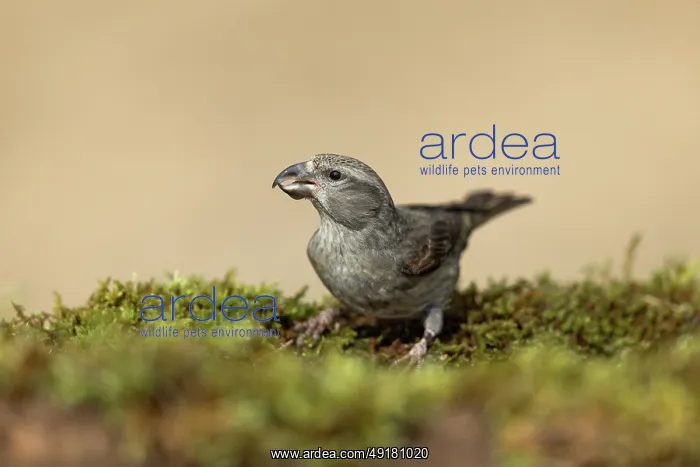 : Crossbill - First Winter Bird - Spain