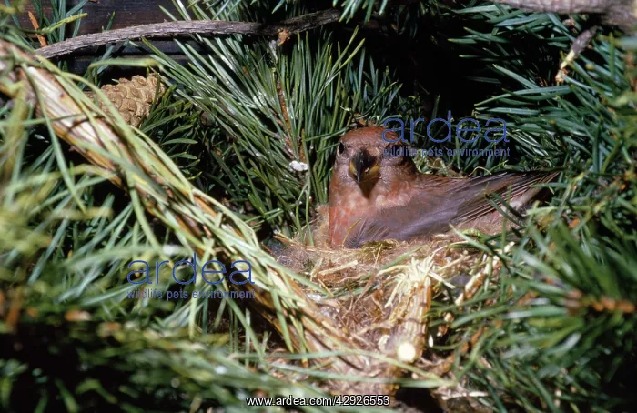  : Crossbill - in nest
