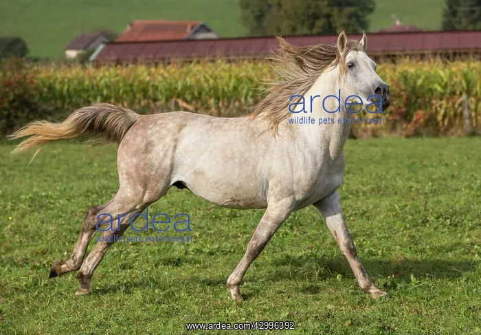 : Crossbread Arab Horse - running. Andalou, Vesoul : Crossbread Arab Horse - running. Andalou, Vesoul