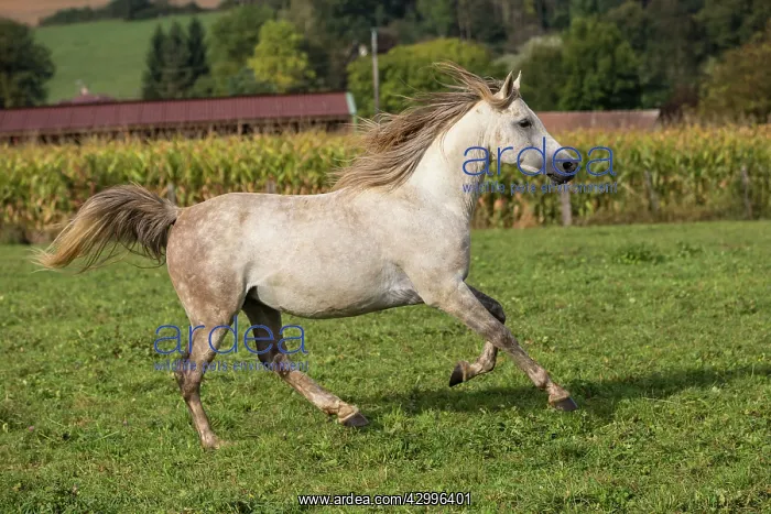 : Crossbread Arab Horse - running. Andalou, Vesoul : Crossbread Arab Horse - running. Andalou, Vesoul