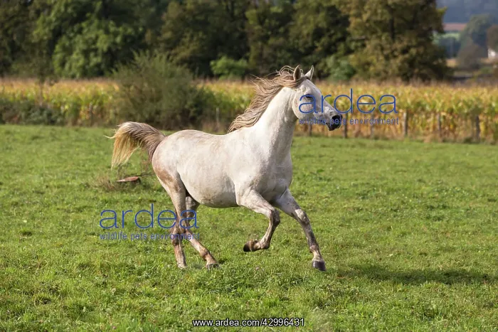 : Crossbread Arab Horse - running. Andalou, Vesoul : Crossbread Arab Horse - running. Andalou, Vesoul
