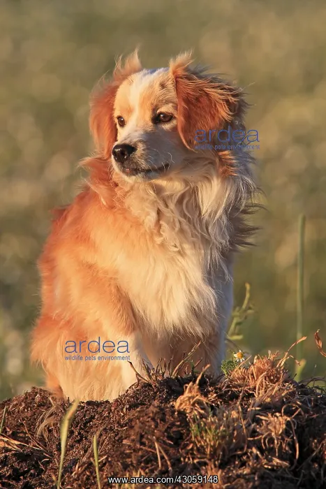 : Crossed with Spaniel Dog sitting and looking off Spain : Crossed with Spaniel Dog sitting and looking off Spain
