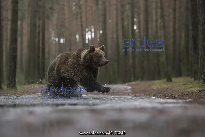 : The crossing... European brown bear (Ursus (genus) arctos) : The crossing... European brown bear (Ursus (genus) arctos)