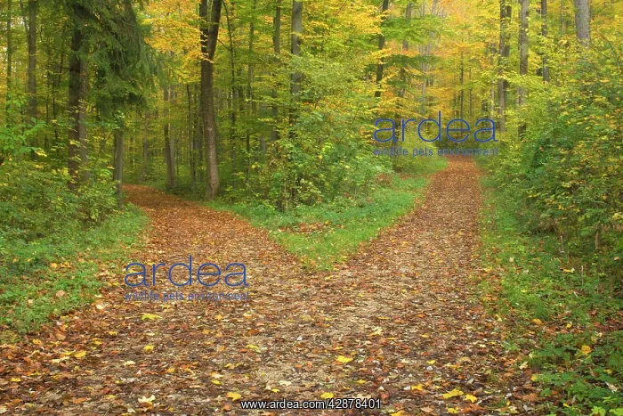 : crossroads - showing fork in path where a country : crossroads - showing fork in path where a country