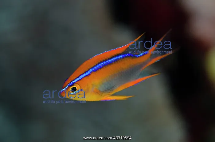 : Cross's Damsel - juvenile : Cross's Damsel - juvenile