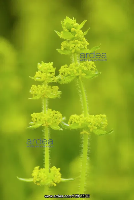 : Crosswort - in flower : Crosswort - in flower