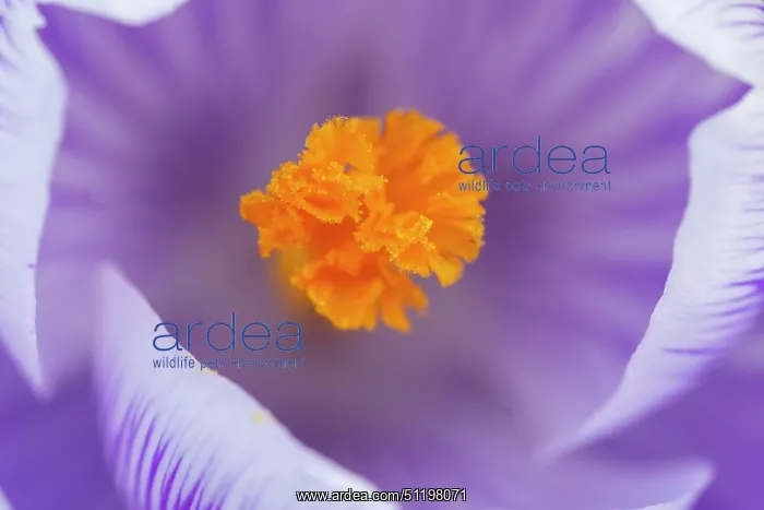 : Crosus ~ flowering ~ Germany : Crosus ~ flowering ~ Germany