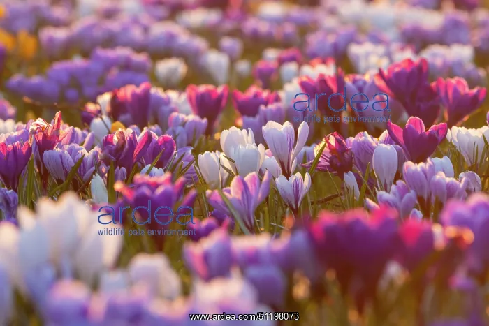 : Crosus ~ flowering ~ Germany : Crosus ~ flowering ~ Germany