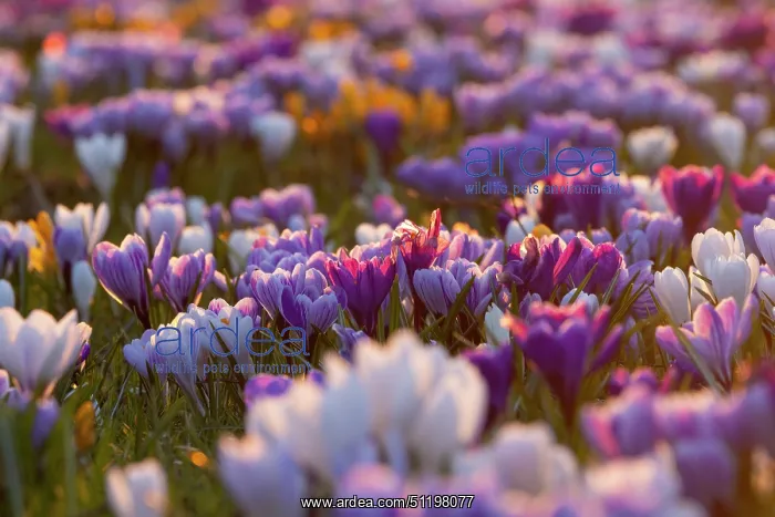 : Crosus ~ flowering ~ Germany : Crosus ~ flowering ~ Germany