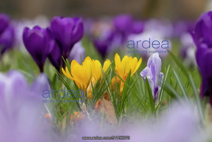 : Crosus ~ flowering ~ Germany : Crosus ~ flowering ~ Germany