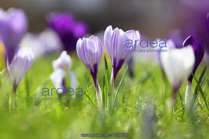 : Crosus ~ flowering ~ Germany : Crosus ~ flowering ~ Germany