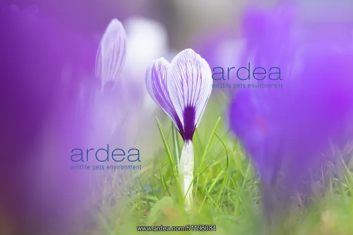 : Crosus ~ flowering ~ Germany : Crosus ~ flowering ~ Germany