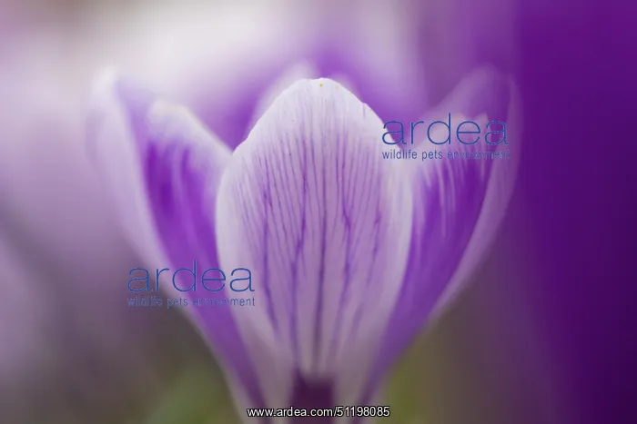 : Crosus ~ flowering ~ Germany : Crosus ~ flowering ~ Germany