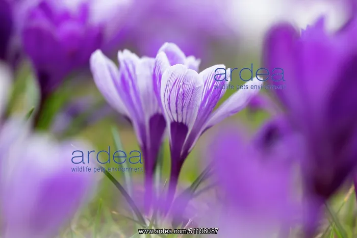 : Crosus ~ flowering ~ Germany : Crosus ~ flowering ~ Germany