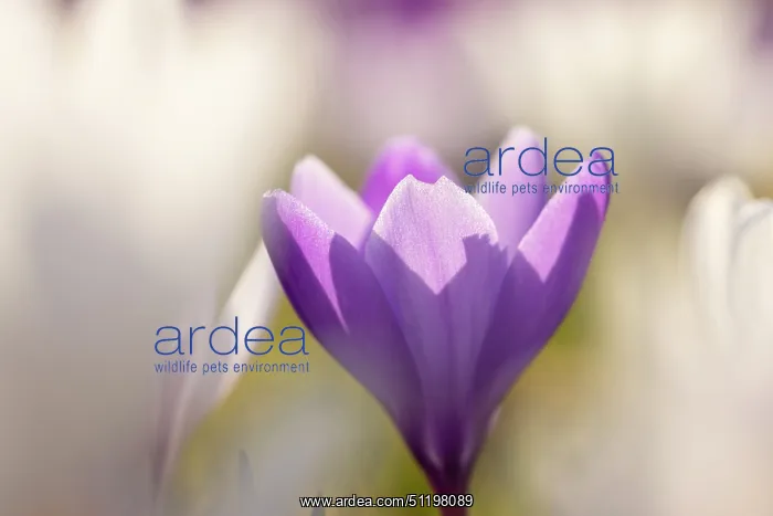 : Crosus ~ flowering ~ Germany : Crosus ~ flowering ~ Germany