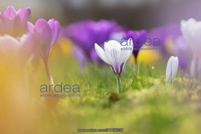 : Crosus ~ flowering ~ Germany : Crosus ~ flowering ~ Germany