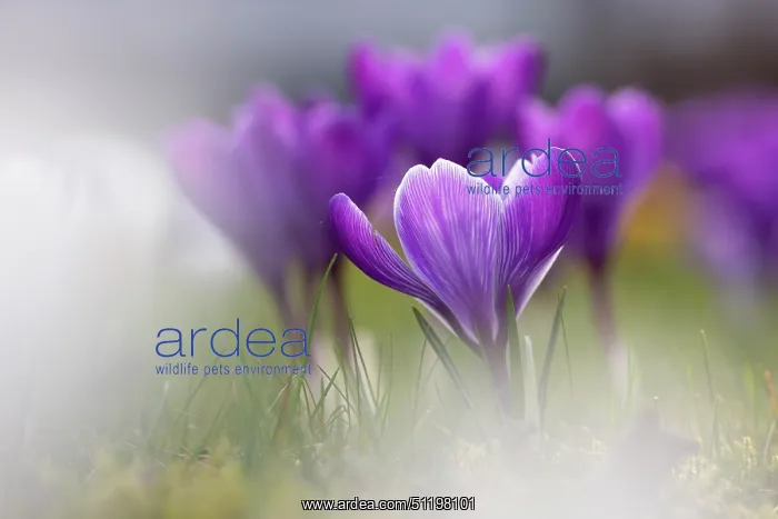 : Crosus ~ flowering ~ Germany : Crosus ~ flowering ~ Germany