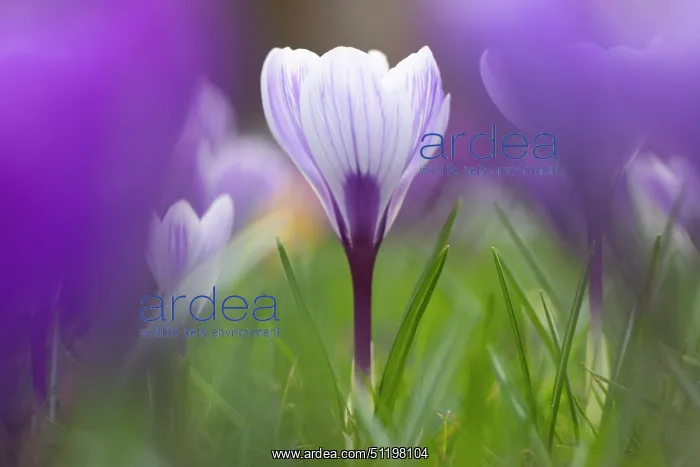 : Crosus ~ flowering ~ Germany : Crosus ~ flowering ~ Germany