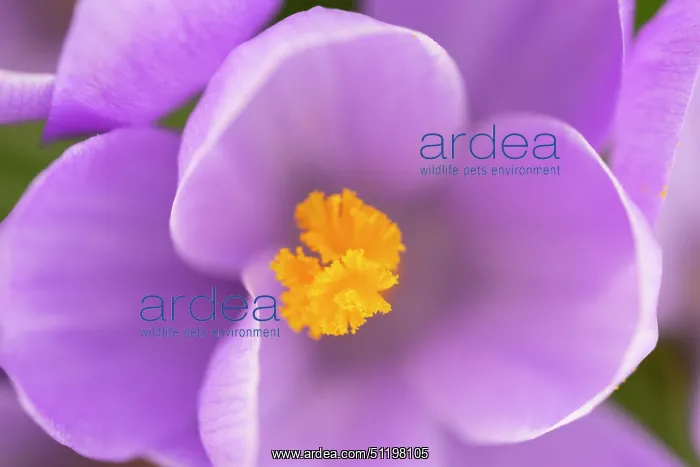 : Crosus ~ flowering ~ Germany : Crosus ~ flowering ~ Germany