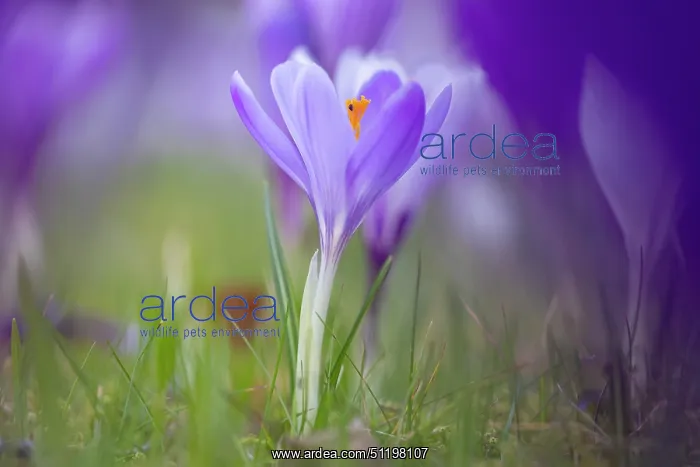 : Crosus ~ flowering ~ Germany : Crosus ~ flowering ~ Germany