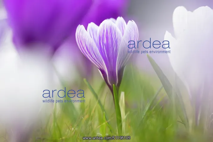 : Crosus ~ flowering ~ Germany : Crosus ~ flowering ~ Germany