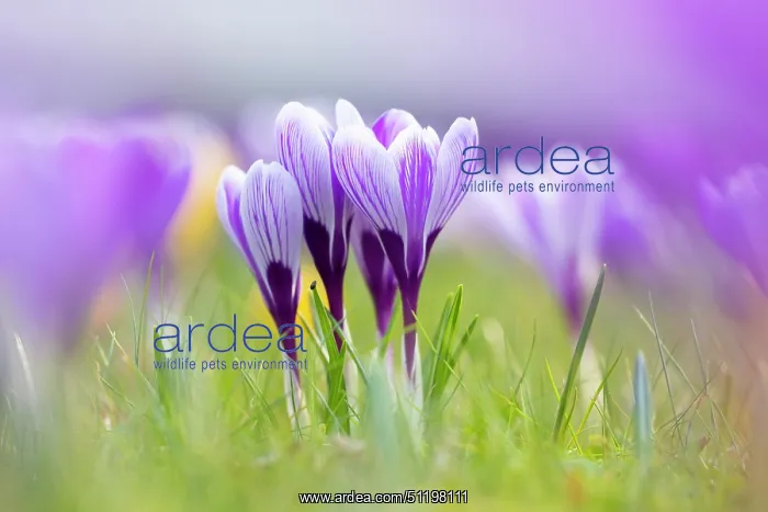 : Crosus ~ flowering ~ Germany : Crosus ~ flowering ~ Germany