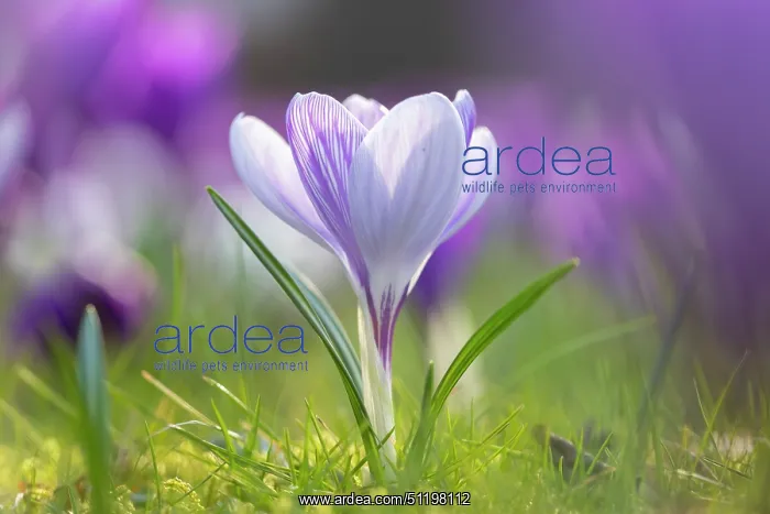 : Crosus ~ flowering ~ Germany : Crosus ~ flowering ~ Germany