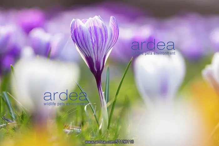 : Crosus ~ flowering ~ Germany : Crosus ~ flowering ~ Germany