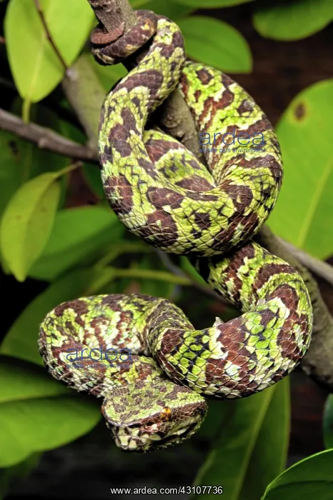 : Crotale arboricole, pit viper endemic to Sulawesi : Crotale arboricole, pit viper endemic to Sulawesi