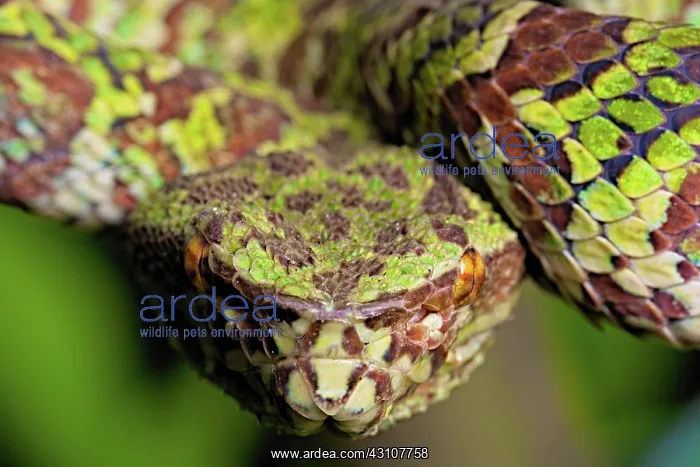 : Crotale arboricole, pit viper endemic to Sulawesi : Crotale arboricole, pit viper endemic to Sulawesi