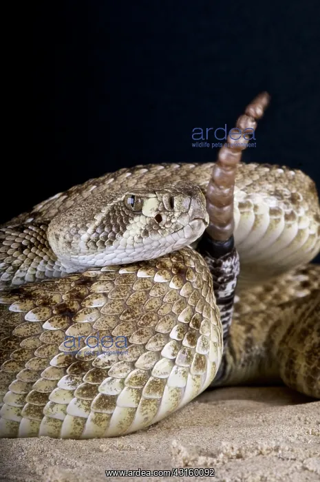 : Crotalus atrox Crotalus : Crotalus atrox Crotalus
