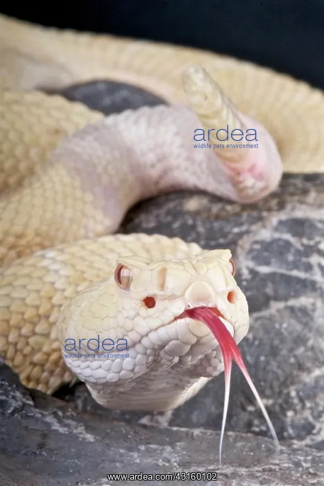 : Crotalus atrox Crotalus : Crotalus atrox Crotalus