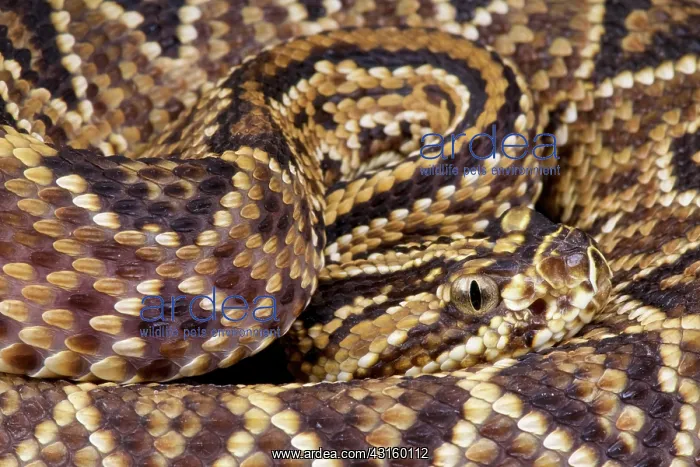 : Crotalus durissus cascavella Crotalus durissus co : Crotalus durissus cascavella Crotalus durissus co