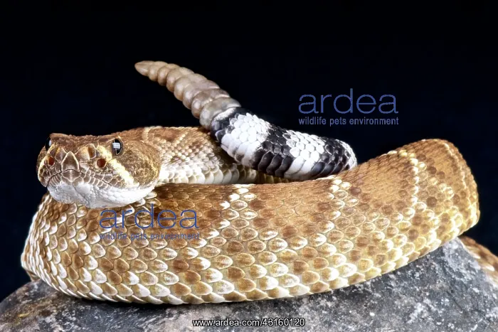 : Crotalus ruber Crotalus : Crotalus ruber Crotalus