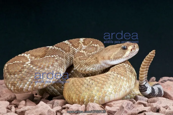 : Crotalus ruber Crotalus : Crotalus ruber Crotalus
