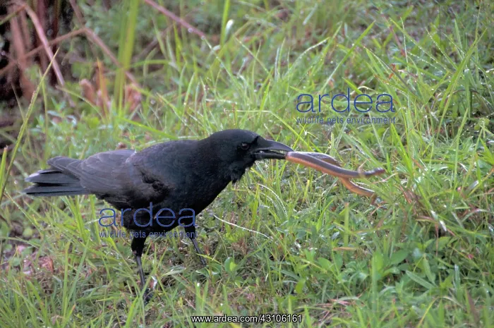 : Crow Catching Snake : Crow Catching Snake