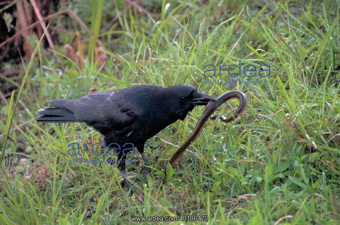: Crow Catching Snake : Crow Catching Snake