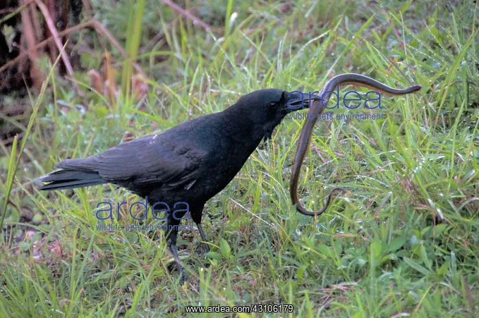 : Crow Catching Snake : Crow Catching Snake