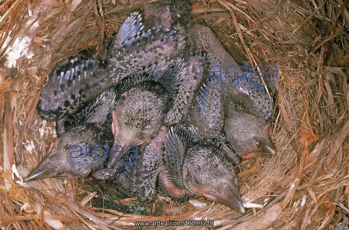 : Crow Chicks : Crow Chicks