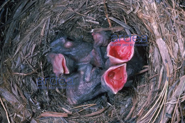 : Crow Chicks : Crow Chicks