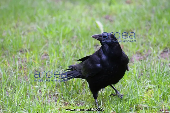 : Crow (Corvus sp.), Oregon : Crow (Corvus sp.), Oregon