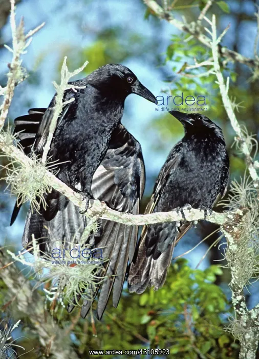 : Crow Courtship : Crow Courtship