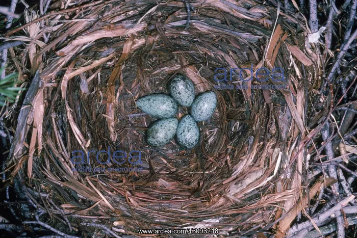 : Crow Eggs. Crow eggs (Corvus brachyrhynchos) : Crow Eggs. Crow eggs (Corvus brachyrhynchos)