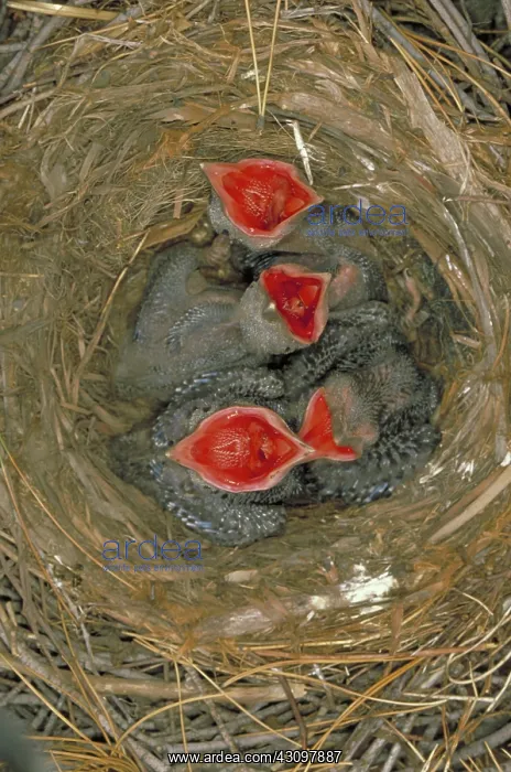 : Crow nestlings : Crow nestlings