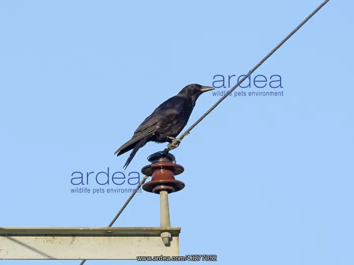 : Crow on power cables - Norfolk UK : Crow on power cables - Norfolk UK