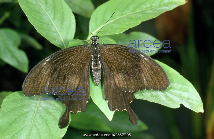 : Crow Swallowtail Butterfly : Crow Swallowtail Butterfly