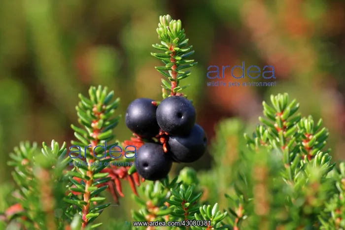 : Crowberry. Close up of Crowberry (Empetrum nigrum) with berries : Crowberry. Close up of Crowberry (Empetrum nigrum) with berries