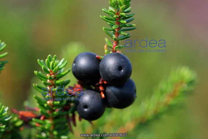: Crowberry. Close up of Crowberry (Empetrum nigrum) with berries : Crowberry. Close up of Crowberry (Empetrum nigrum) with berries